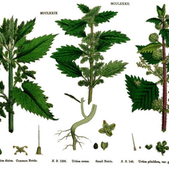 Meet your Posher, Katee - Picture 2 of 2